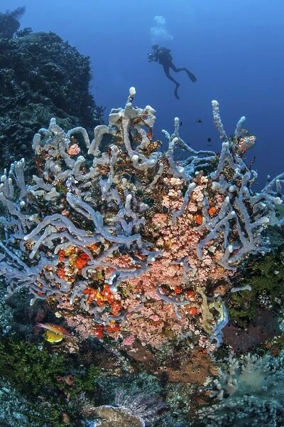 A scuba diver explores a colorful coral reef in Indonesia