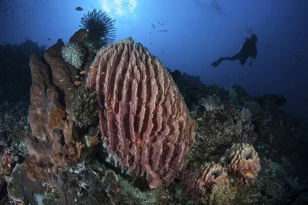 A scuba diver explores a reef with a large barrel sponge, Indonesia
