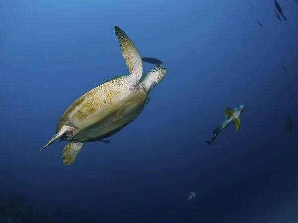 Sea turtle and batfish, Great Barrier Reef, Queensland, Australia