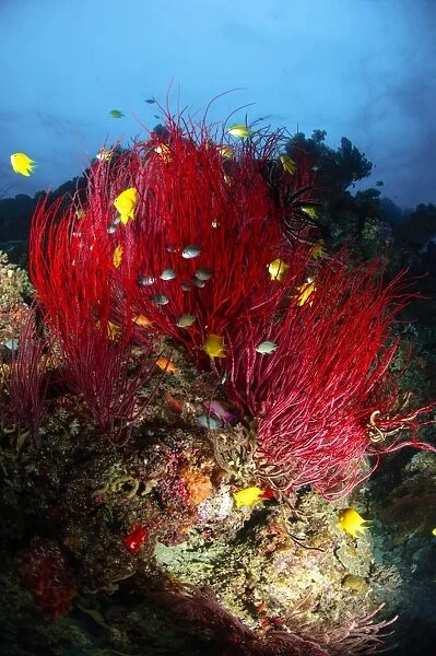 Sea whips and soft coral, Fiji