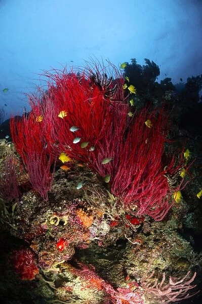 Sea whips and soft coral, Fiji