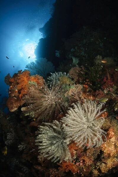 Seascape of crinoids, Indonesia