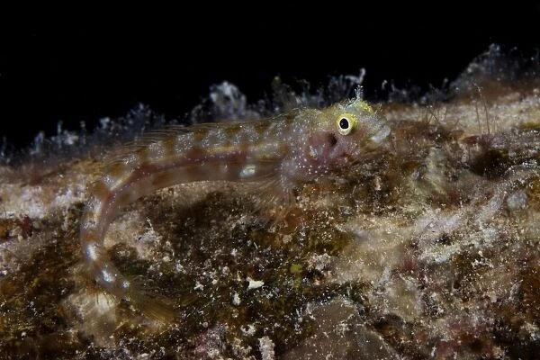 Secretary blenny sits out in the open