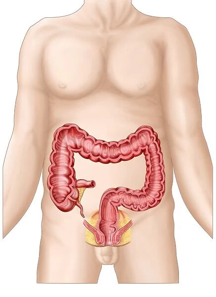 Sectional view of large intestine