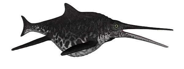 Shonisaurus marine reptile fish isolated on white background