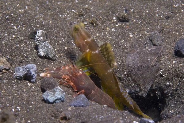 Shrimp goby and snapping shrimp look out their burrow, Papua New Guinea