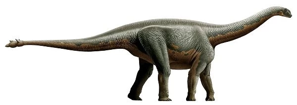 Shunosaurus, a genus of sauropod dinosaur from Middle Jurassic