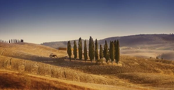 Small isle of cypress trees in a field in the evening, Tuscany, Italy