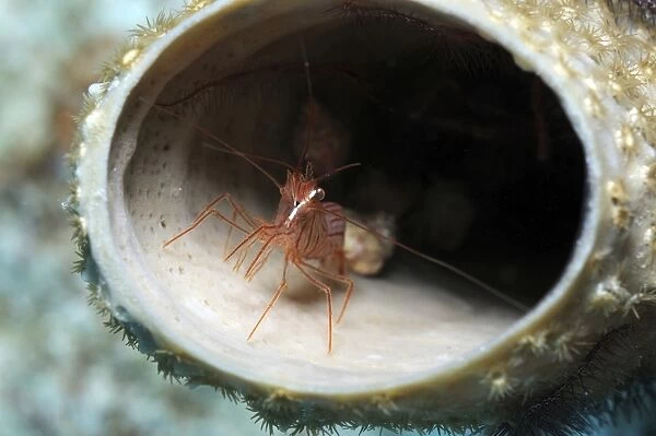 Small peppermint shrimp inside of tube sponge in Caribbean