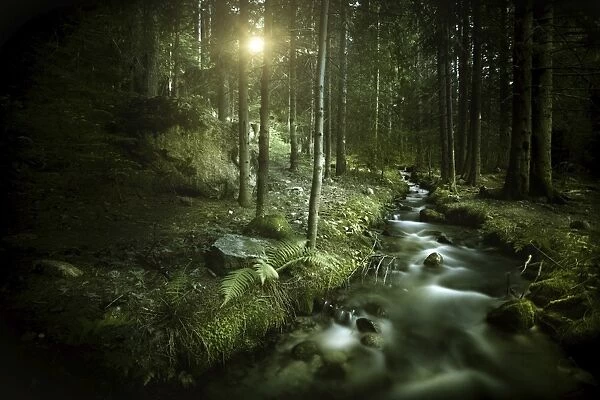 Small stream in a forest at sunset, Pirin National Park, Bulgaria