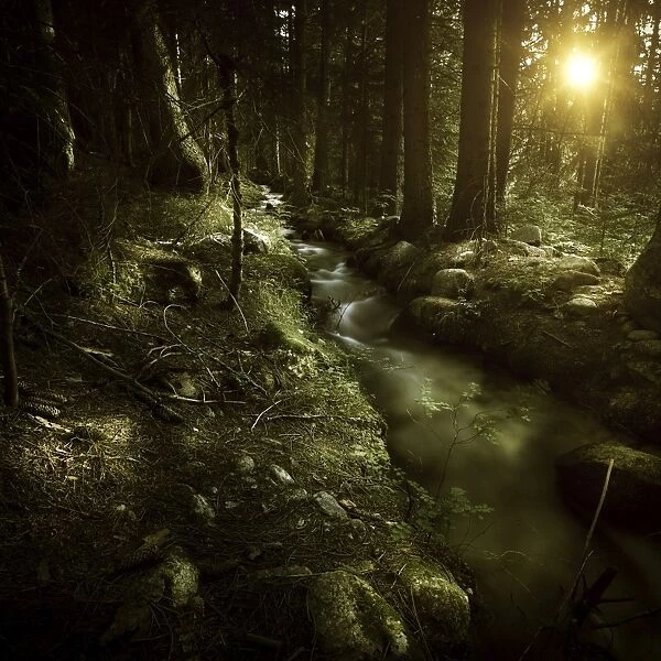 Small stream in a forest at sunset, Pirin National Park, Bulgaria