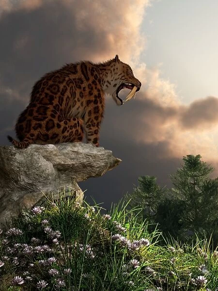Smilodon Californicus sits atop a rock at the top of a hill