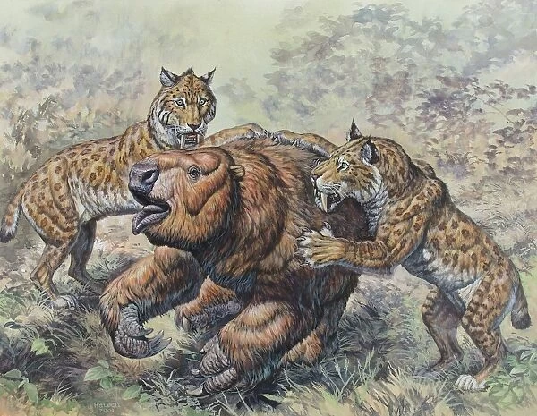 Smilodon dirk-toothed cats attacking a Glossotherium