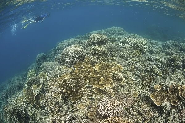 A snorkeler explores a healthy coral reef in Palaus lagoon