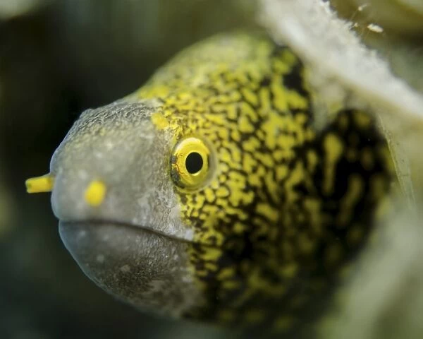 Snowflake moray eel in Costa Rica