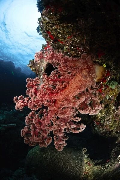Soft coral, Fiji