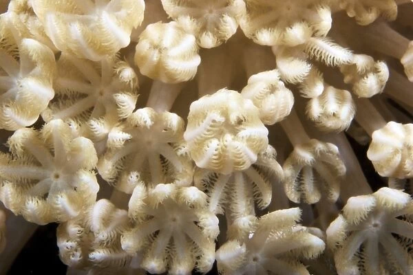 Soft coral polyps feeding, Papua New Guinea