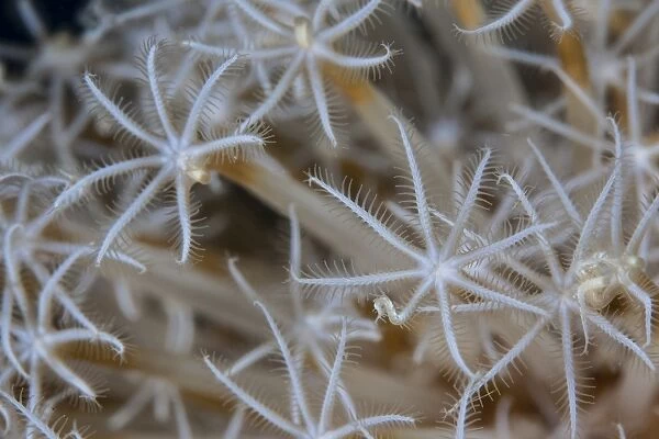 Soft coral polyps growing on a reef in Indonesia