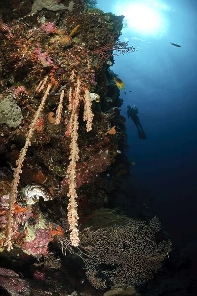 Soft coral reef, Indonesia