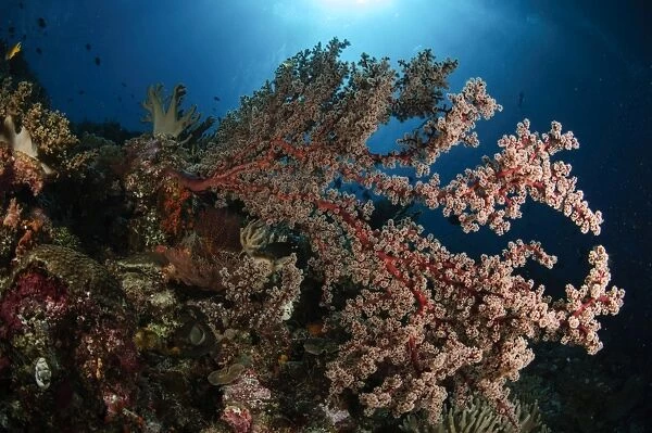 Soft coral reef seascape, Indonesia