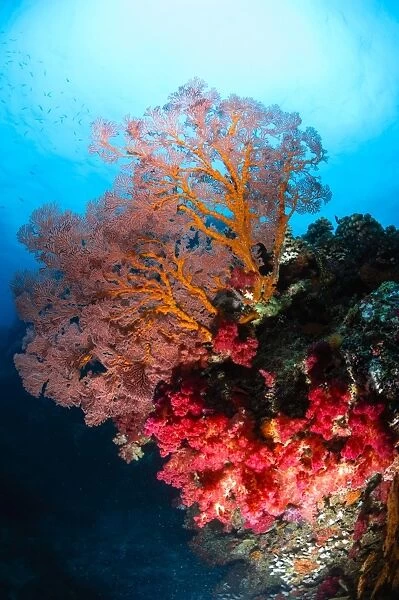 Soft coral and sea fan, Fiji