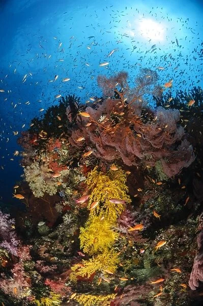 Soft coral and sea fan, Fiji
