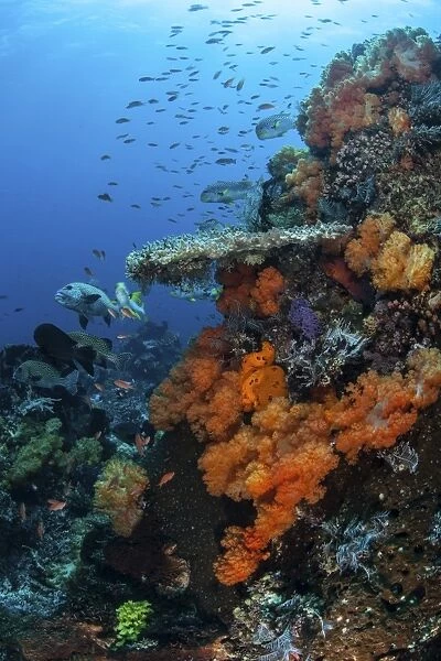 Soft and hard corals grow on a healthy reef in Indonesia