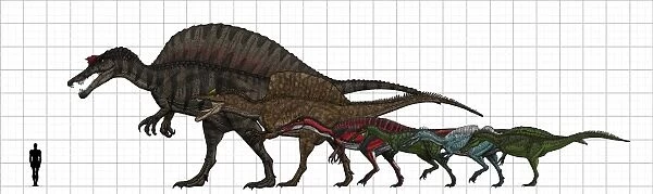 Spinosauridae size chart