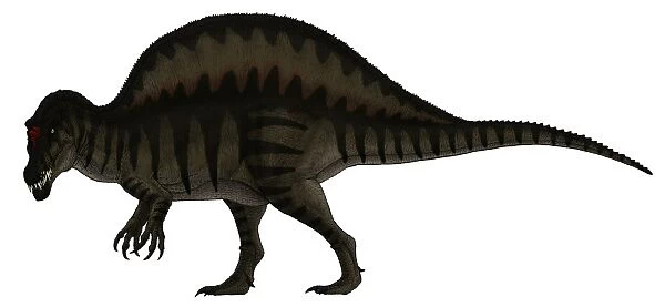 Spinosaurus, a large carnivore of the Cretaceous period