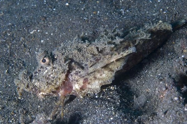 Spiny devilfish camouflaged on the ocean floor, Papua New Guinea