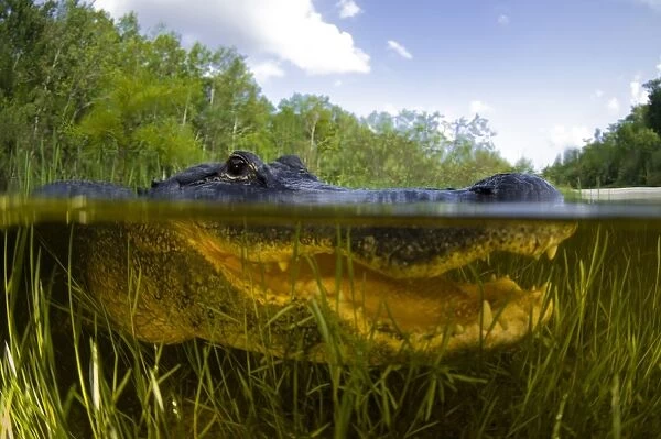 Split level view of an American Alligator, Florida Everglades
