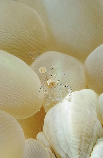 Spotted cleaner shrimp in beige bubble coral, North Sulawesi