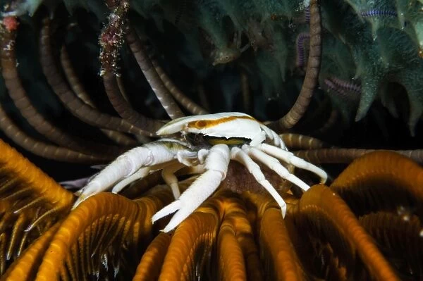Squat Lobster carrying eggs, Indonesia