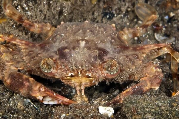Strange looking crab, Papua New Guinea