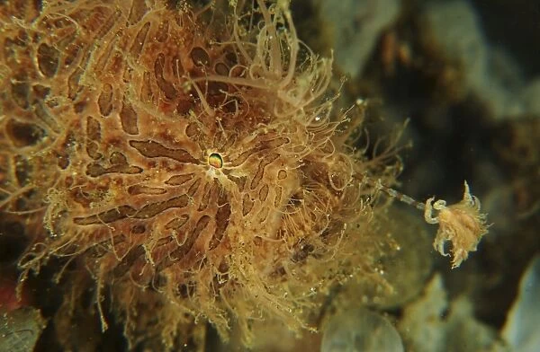 Striated Frogfish, North Sulawesi, Indonesia