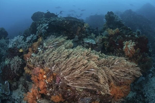 A strong current sweeps across a reef slope in Indonesia