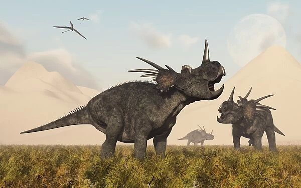 Styracosaurus dinosaurs calling out to each other