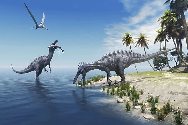 Suchomimus dinosaurs feed on fish on the shoreline