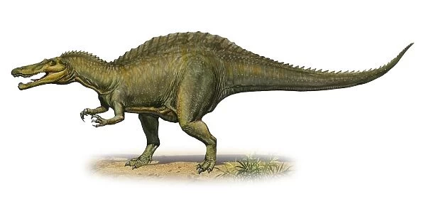 Suchomimus tenerensis, a prehistoric era dinosaur