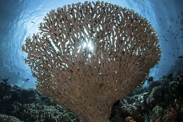 Sunlight sparkles through a table coral in Indonesia