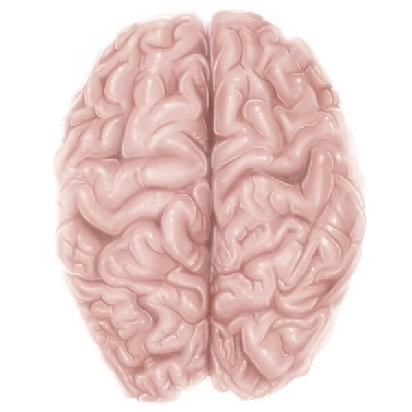 Superior view of human brain