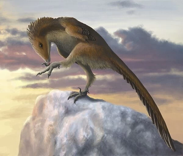 Talos sampsoni, a small troodontid from the late Cretaceous period