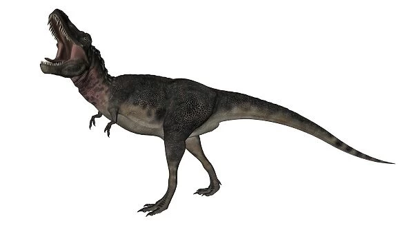 Tarbosaurus dinosaur roaring, white background