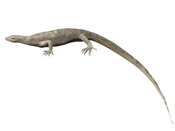 Thadeosaurus colcanapi, Late Permian of Madagascar