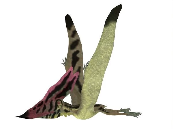 Thalassodromeus pterosaur side view