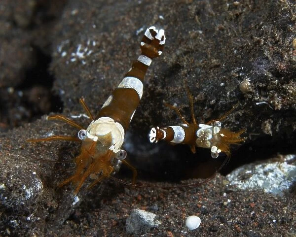 Thor amboinensis shrimp on brown rocks, Bali, Indonesia