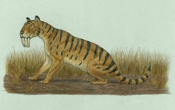 Thylacosmilus atrox, a genus of sabre-toothed predator