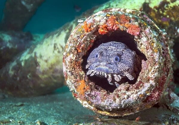 A toadfish inside a pipe cavity