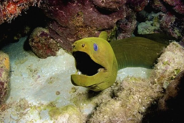 Toothless green moray eel, Nassau, The Bahamas