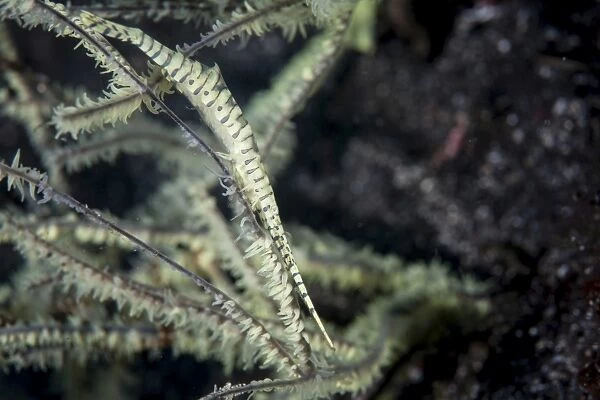 A Tozeuma shrimp blends into its reef surroundings